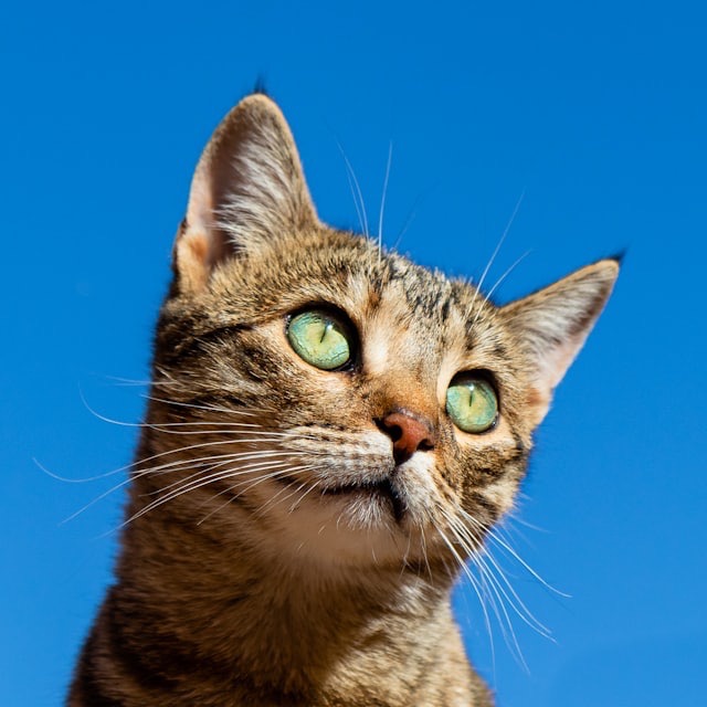 Chat roux photographié dans CatDex